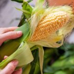 The Best Way To Shuck Corn in One Swift Move, According to a Corn Farmer