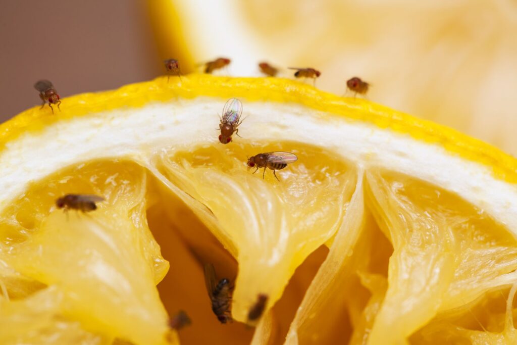 The Only Way To Get Rid of Fruit Flies, According to a Pest Control Expert