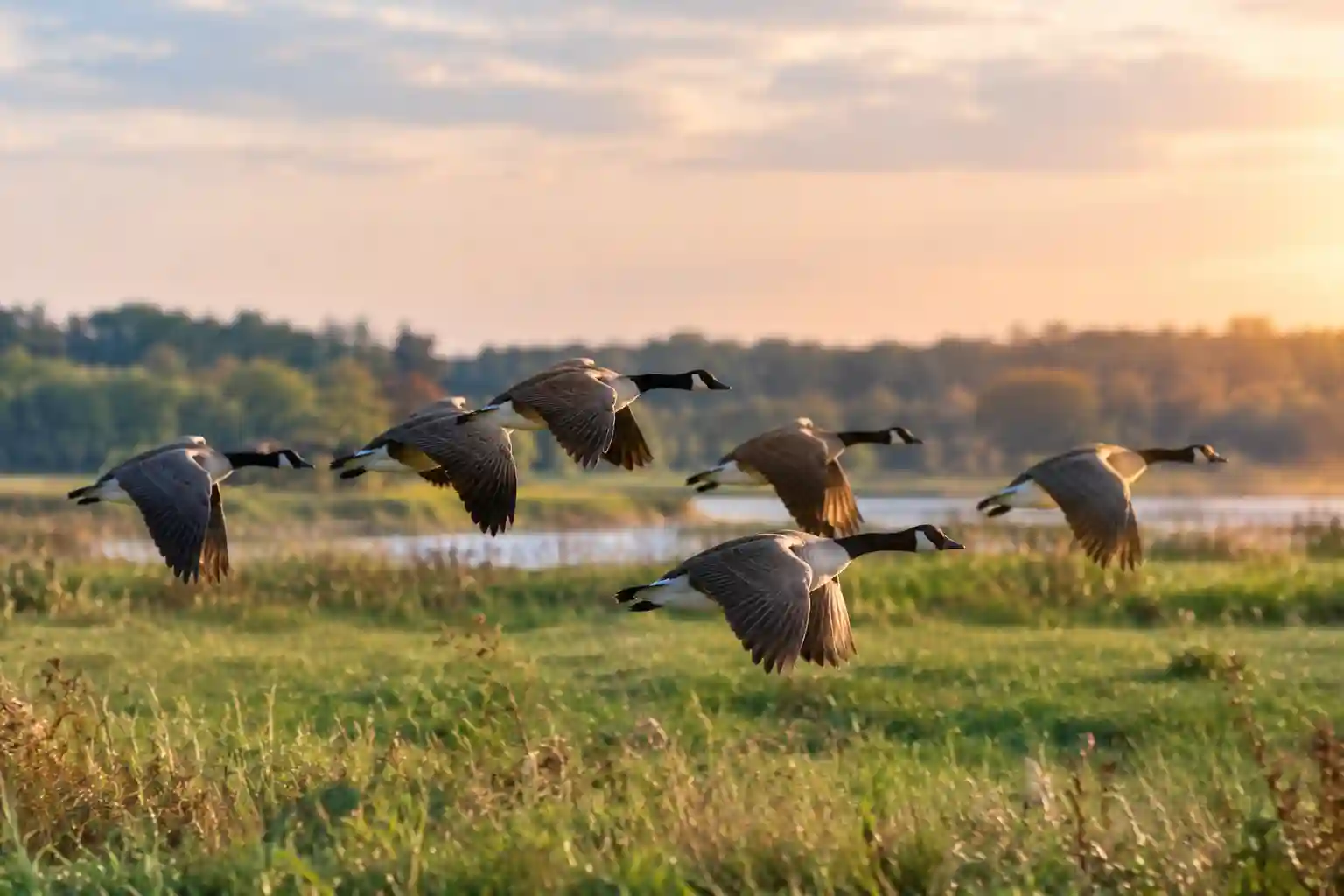 Birds Flying Low: What Their Flight May Really Mean